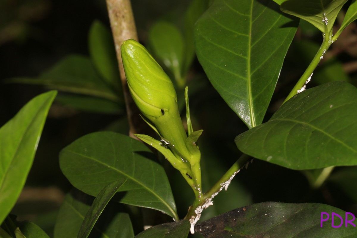 Gardenia jasminoides J.Ellis